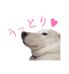 雑種のリク（個別スタンプ：4）