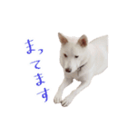 雑種のリク（個別スタンプ：5）