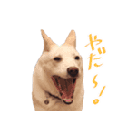 雑種のリク（個別スタンプ：7）