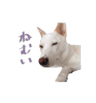 雑種のリク（個別スタンプ：12）