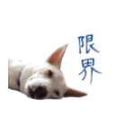 雑種のリク（個別スタンプ：14）