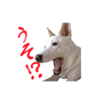 雑種のリク（個別スタンプ：15）
