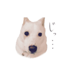 雑種のリク（個別スタンプ：16）