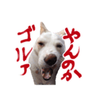 雑種のリク（個別スタンプ：18）
