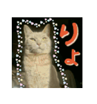 ねこのきなこスタンプ（個別スタンプ：2）