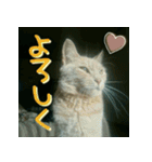 ねこのきなこスタンプ（個別スタンプ：4）