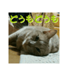 ねこのきなこスタンプ（個別スタンプ：5）