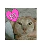 ねこのきなこスタンプ（個別スタンプ：6）