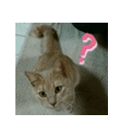 ねこのきなこスタンプ（個別スタンプ：8）