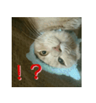 ねこのきなこスタンプ（個別スタンプ：9）