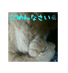 ねこのきなこスタンプ（個別スタンプ：10）