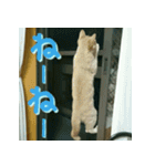 ねこのきなこスタンプ（個別スタンプ：11）