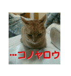 ねこのきなこスタンプ（個別スタンプ：12）