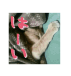 ねこのきなこスタンプ（個別スタンプ：13）