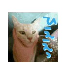ねこのきなこスタンプ（個別スタンプ：14）