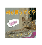 ねこのきなこスタンプ（個別スタンプ：15）