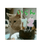 ねこのきなこスタンプ（個別スタンプ：17）