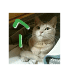 ねこのきなこスタンプ（個別スタンプ：21）