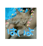 ねこのきなこスタンプ（個別スタンプ：22）