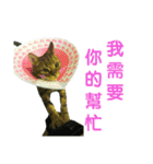 Real CAT.Chinese6（個別スタンプ：1）