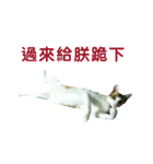 Real CAT.Chinese6（個別スタンプ：2）