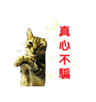 Real CAT.Chinese6（個別スタンプ：3）