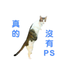 Real CAT.Chinese6（個別スタンプ：4）