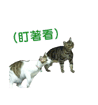 Real CAT.Chinese6（個別スタンプ：5）