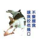 Real CAT.Chinese6（個別スタンプ：6）