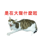 Real CAT.Chinese6（個別スタンプ：9）