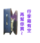 Real CAT.Chinese6（個別スタンプ：11）