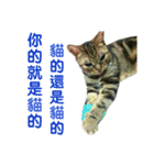 Real CAT.Chinese6（個別スタンプ：12）