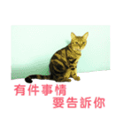 Real CAT.Chinese6（個別スタンプ：13）