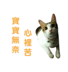 Real CAT.Chinese6（個別スタンプ：14）