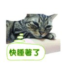 Real CAT.Chinese6（個別スタンプ：15）