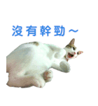 Real CAT.Chinese6（個別スタンプ：16）