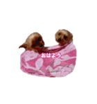 ヨーキー＆トイプードル（個別スタンプ：5）