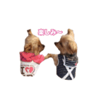ヨーキー＆トイプードル（個別スタンプ：10）