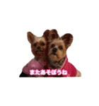 ヨーキー＆トイプードル（個別スタンプ：32）