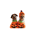 ヨーキー＆トイプードル（個別スタンプ：35）