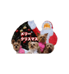 ヨーキー＆トイプードル（個別スタンプ：36）