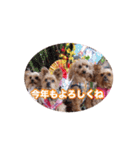 ヨーキー＆トイプードル（個別スタンプ：40）