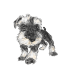 Baby Schnauzer（個別スタンプ：1）