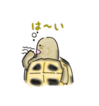 ヘルマンリクガメ（個別スタンプ：16）