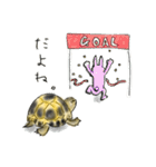 ヘルマンリクガメ（個別スタンプ：23）