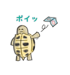 ヘルマンリクガメ（個別スタンプ：24）