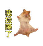Hamster Small Pang Ray - No. 1（個別スタンプ：1）