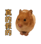 Hamster Small Pang Ray - No. 1（個別スタンプ：2）