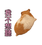 Hamster Small Pang Ray - No. 1（個別スタンプ：3）