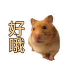 Hamster Small Pang Ray - No. 1（個別スタンプ：4）
